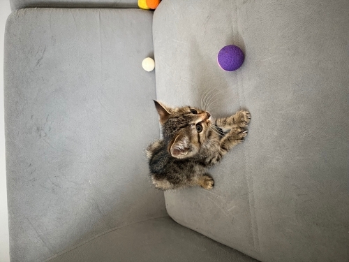 Annesini ve Kardeşlerini köpekler öldürdü fotoğraf