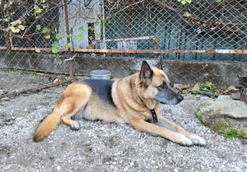 KURTKIZ. sokaktan kurtarıldı .4-5 yaş civarı, dişi,kısır fotoğraf