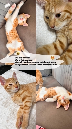 2 adet sarman ev kedisi 4 aylık fotoğraf
