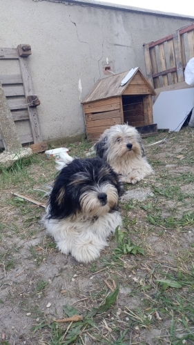 Tommy ve Zeyna yeni bir yuva arıyor fotoğraf