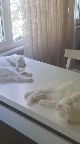 Gün boyu yatmayı seven pamuk gibiler fotoğraf