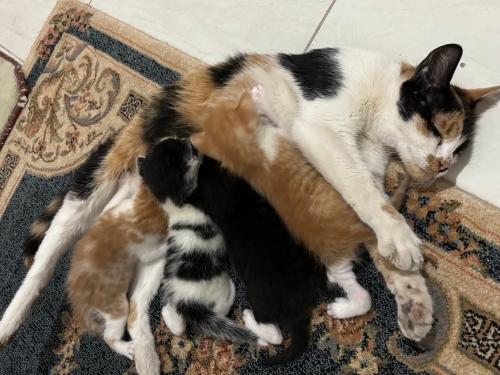 ACİL YAVRU KEDİLER fotoğraf