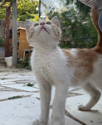 Oyun oynamaya ve kendini sevdirmeye bayılıyor sıcakkanlı fotoğraf