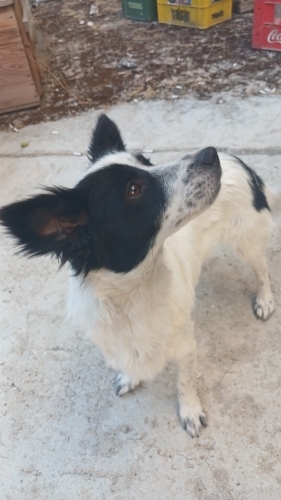 TAM BİR EV CANI: JACK RUSSEL TERİYER fotoğraf