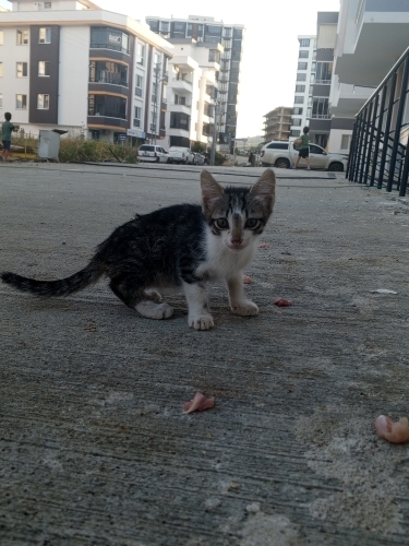 Yavru erkek tekir kedi sahiplendirilmesi fotoğraf
