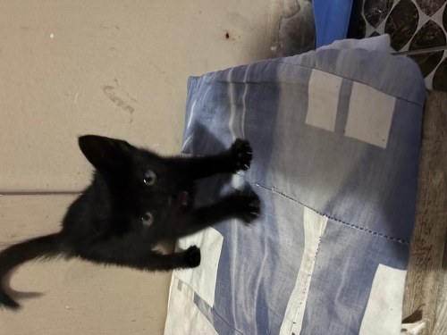 Oyunbaz, enerjik, cana yakın bir bebek fotoğraf