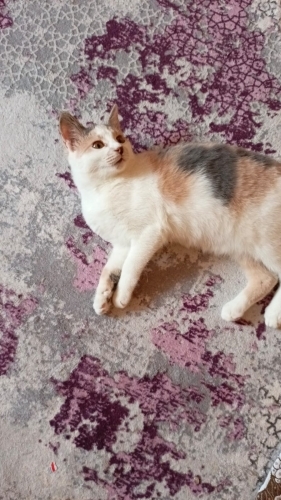 Pakize için sıcak bir yuva arıyoruz fotoğraf