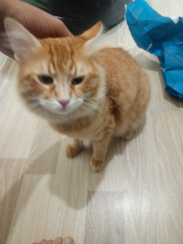 Sarı turuncu oyun sefer kedi fotoğraf