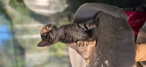 Max 2 aylık iki kardeş fotoğraf