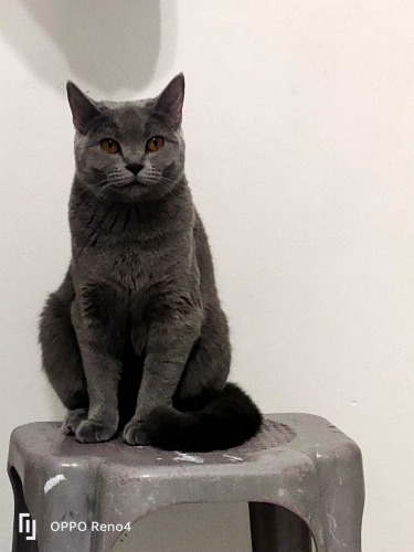 British kısır dişi kedi fotoğraf