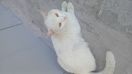 Lütfen 1 Yuva Oğluma Acill Sokakta Yapamıyor fotoğraf