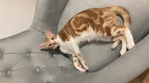 Sevgi pıtırcığı, oyun meraklısı :)) fotoğraf
