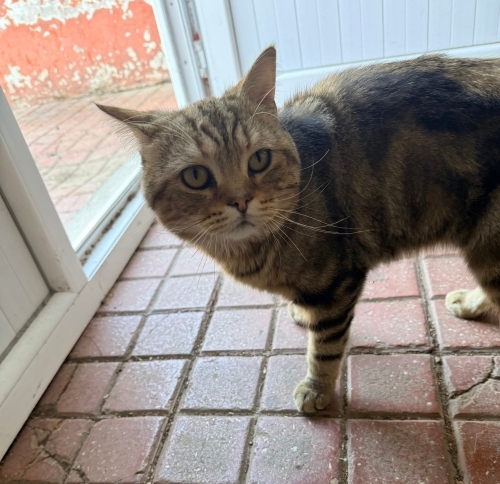 Tosbik surat kedi fotoğraf