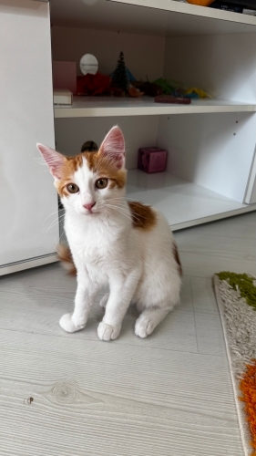 Simbamız için yuva fotoğraf