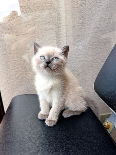 3 AYLIK BRİTİSH SORTHAİR BLUE POINT fotoğraf