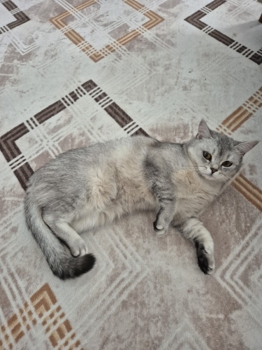 Ücretsiz sahiplendirme fotoğraf
