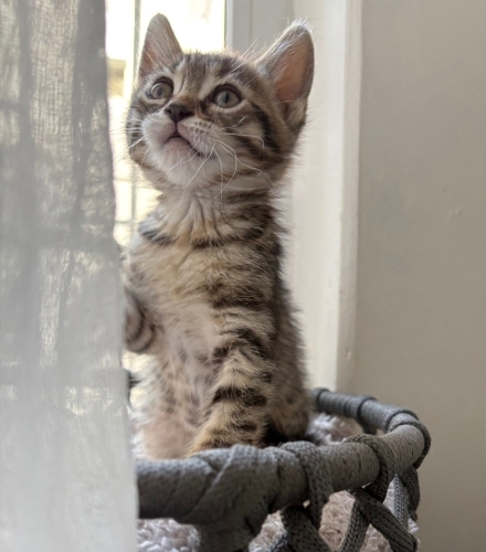 1 aylık minik patilere hayran kalacaksınız🥰 fotoğraf