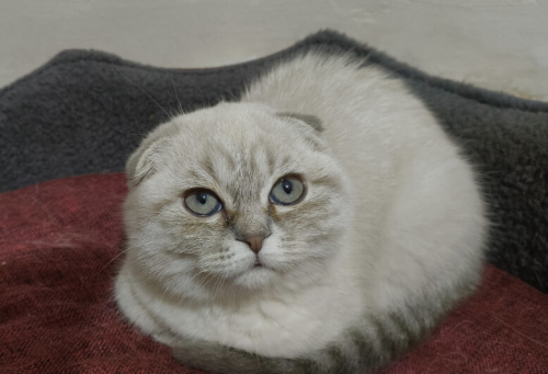 Scottish Fold çok oyuncu insana yakındır kız kedisi oyuncu mavi gözlü karma aşı fotoğraf