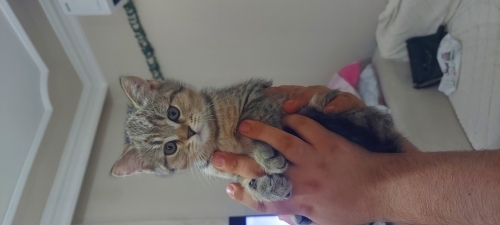 Cana yakın ve oyun sever british shorthair fotoğraf