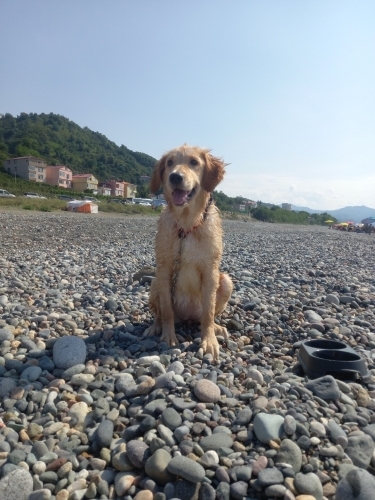 Güzel kıza yuva fotoğraf