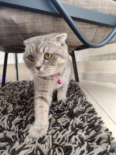 EVDEN ATILAN. PRENSESE YUVA ARIYRUZ fotoğraf