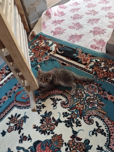 Acil Yuva Arayan Çok Sevecen Yavru Kedi fotoğraf