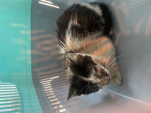 ANNESİZ YAVRU KEDİ fotoğraf