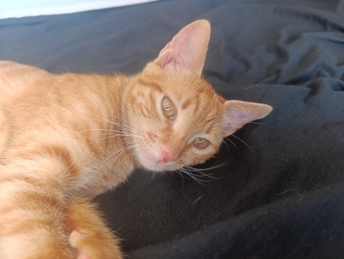 Acil Yuva Arıyoruz Uysal Cana Yakın Sarman Kedi 4.5 aylık fotoğraf