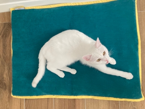 Acil sahiplendirilecek kısır dişi kedi fotoğraf