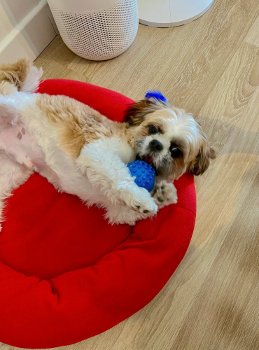Tatlı Ve Minik Shih Tzu Bebeğimiz Yeni Yuvasını Arıyor fotoğraf