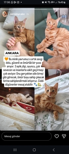 Kalıcı yuvasını arıyoruz fotoğraf