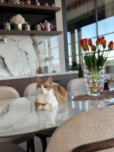 Kayısı Sarman 2 yaşında fotoğraf