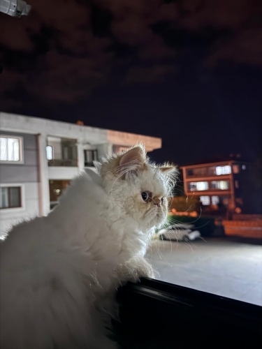 Müezzamıza yuva arıyoruz fotoğraf