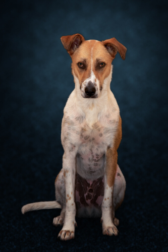 Safkan takıntısı olmayıp, eğitimli, kurtarılmış köpek arayanlara özel dost fotoğraf