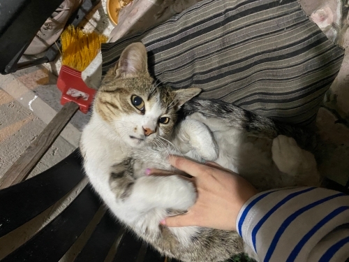 Sokaktan Kurtarın fotoğraf