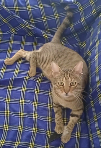 Sevgi Dolu Tekir Kedi Acil Ev Arıyor fotoğraf