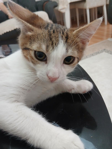 Sokakta korkudan titriyor fotoğraf