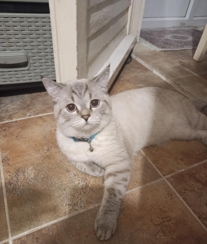 Minik leomuz için yuva aranıyor fotoğraf