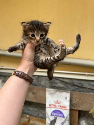 15 günlük yavru Zilli fotoğraf