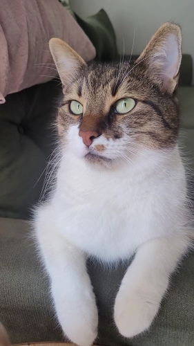 ACİL İLAN LÜTFEN İLGİLENİN fotoğraf
