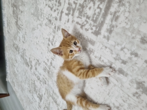 Acil sahiplendirme fotoğraf