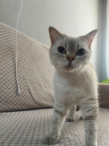 Petshoptan kurtarıldı fotoğraf