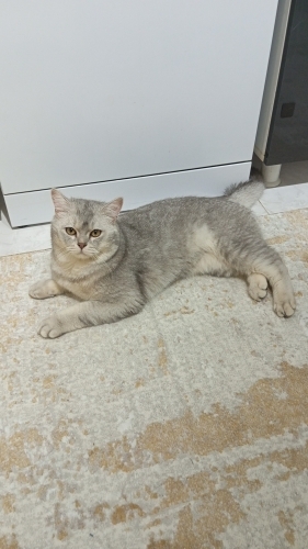 Sevimli ponçik Pablo fotoğraf