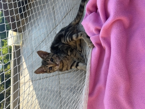 Engelli kedi yuva arıyor fotoğraf