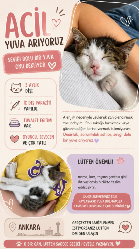 oyuncu bebişimize yuva arıyoruz fotoğraf