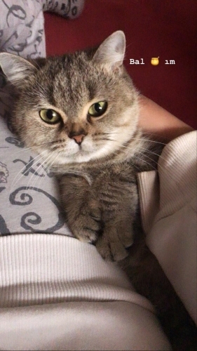 Ücretsiz sahiplendirme fotoğraf