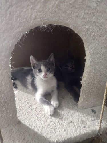 FABRİKA OFİSİ YAN ODASINDA DOĞAN YAVRU KEDİLER fotoğraf