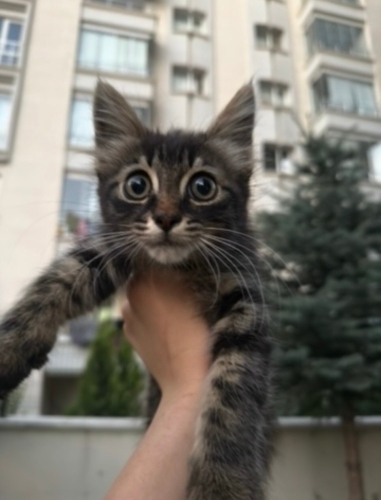 1.5 aylık yavru kediler fotoğraf