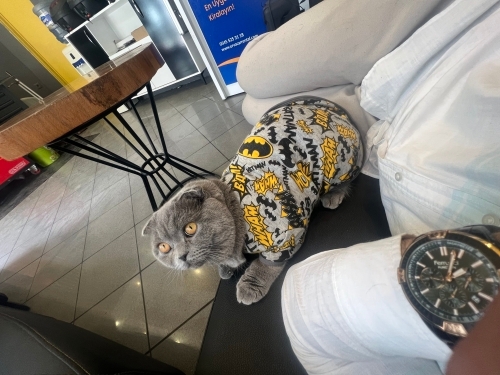 Ücretsiz acil sahiplenme erkek fotoğraf