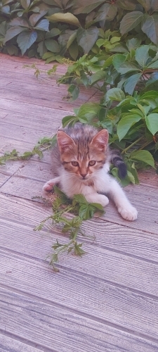 Ömürlük yuva arıyoruz 🙏😻 fotoğraf